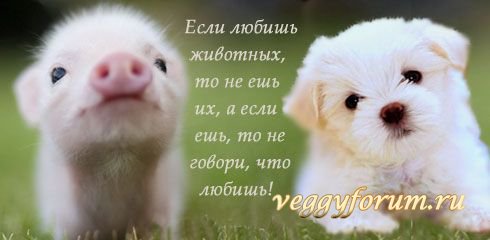 Мифы и иллюзии о вегетарианстве