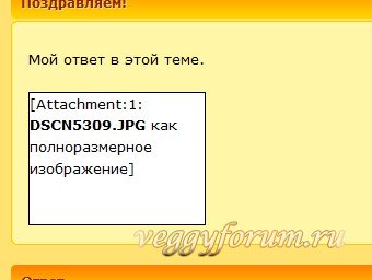 Советы новичкам: вставляем фотографии в сообщения